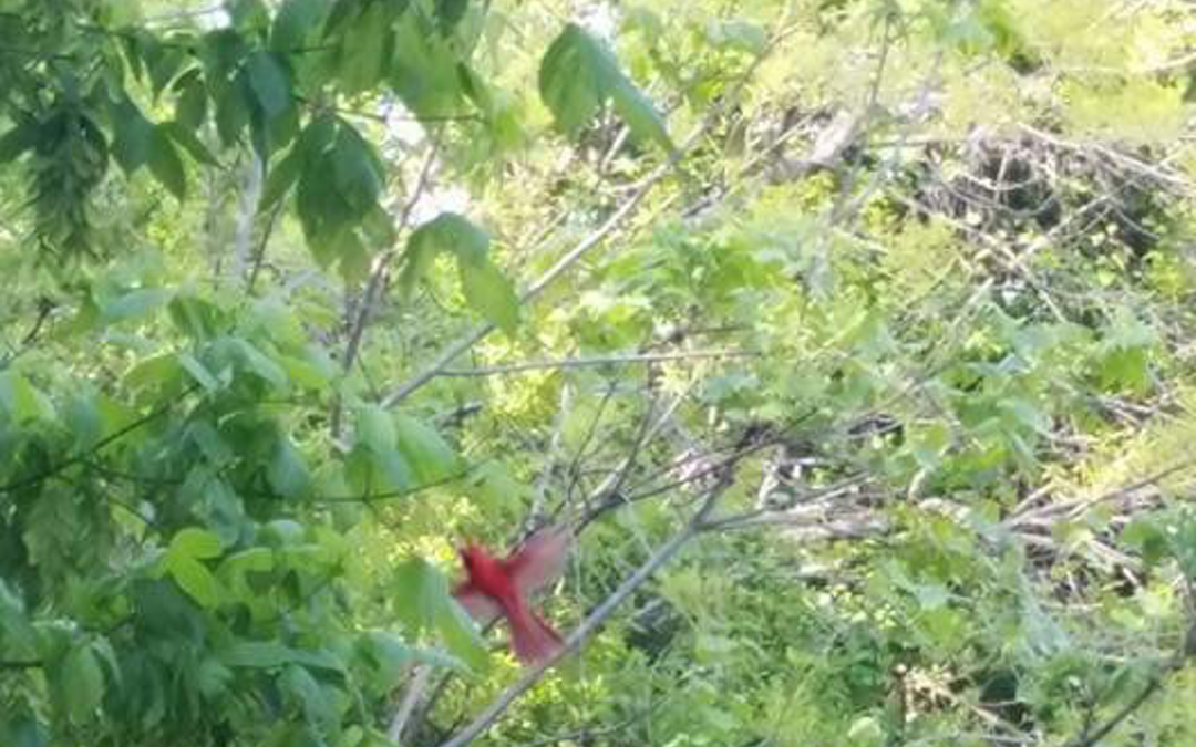 cardinal in trees