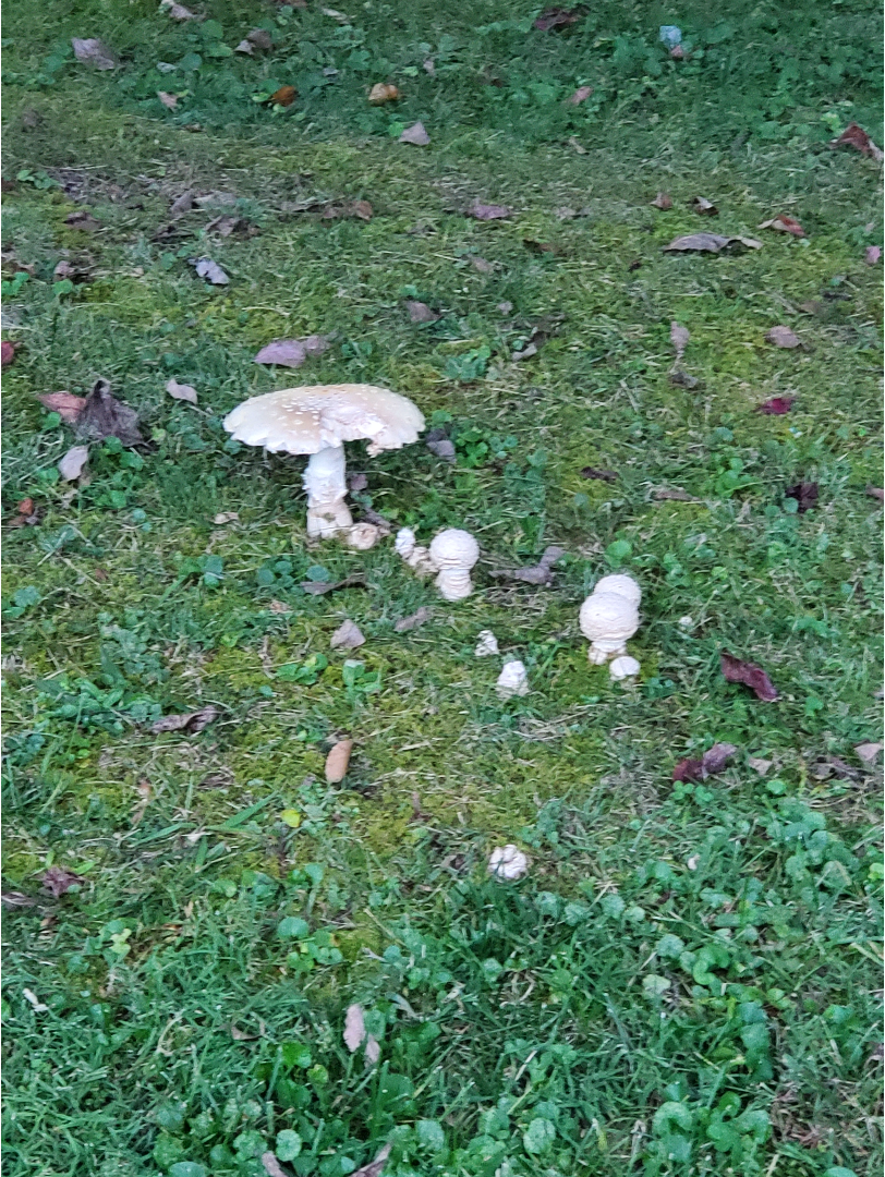 Mushroom cluster