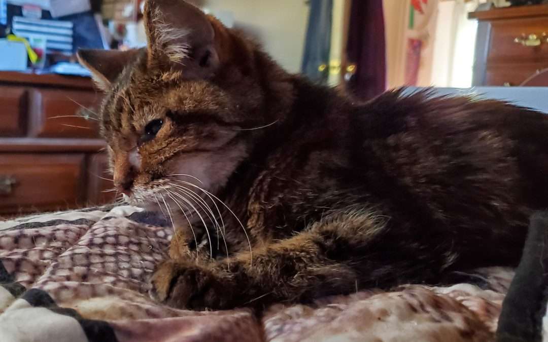 Remembering Sophie Britannia