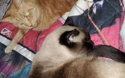 If I Could Have Any Other Talent