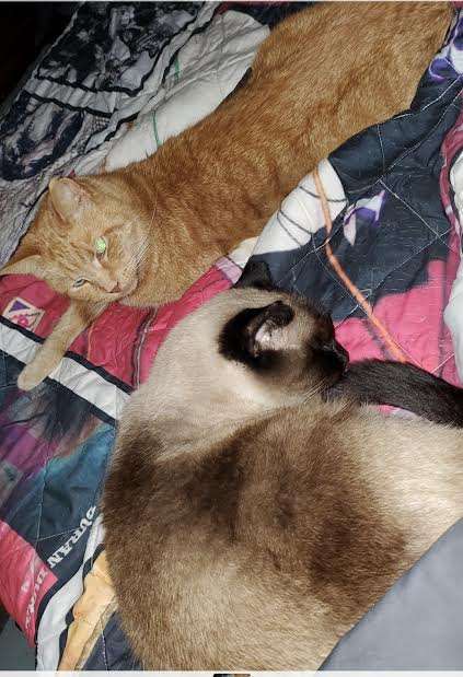 If I Could Have Any Other Talent