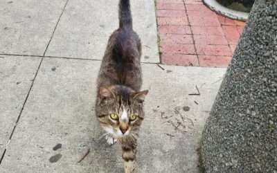 Mr. Pickels, the Marion Macado’s Cat