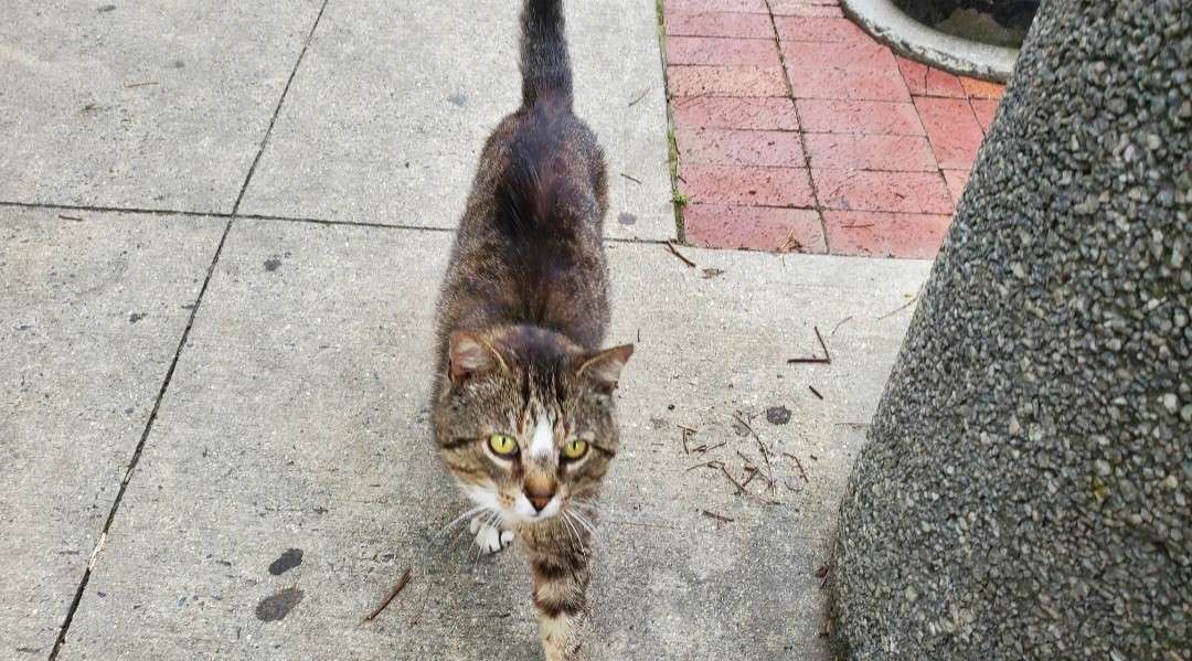 Mr. Pickels, the Marion Macado’s Cat