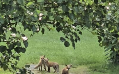 Foxes in the Orchard